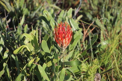 Leucospermum gerrardii image