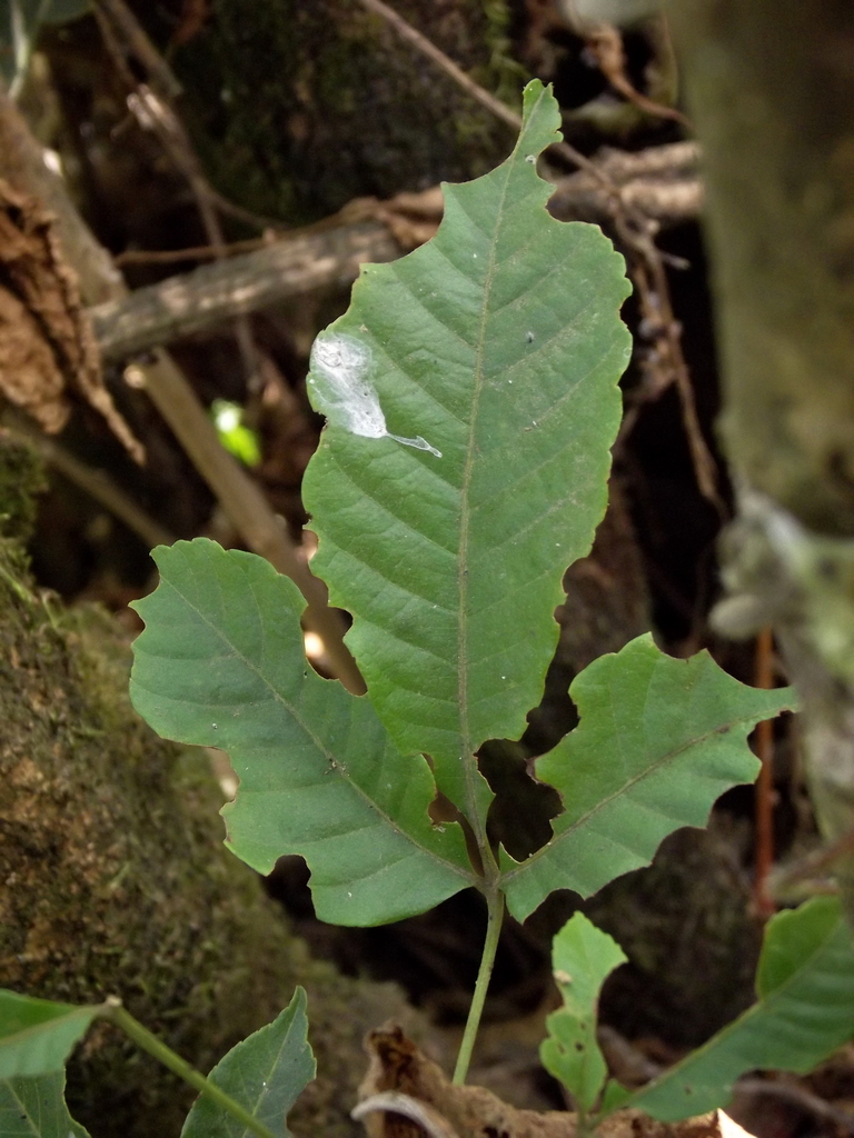 Allophylus coriaceus