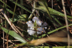 Cyanotis speciosa
