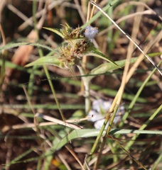 Cyanotis speciosa
