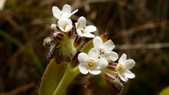 Myosotis australis