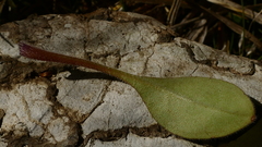 Myosotis australis