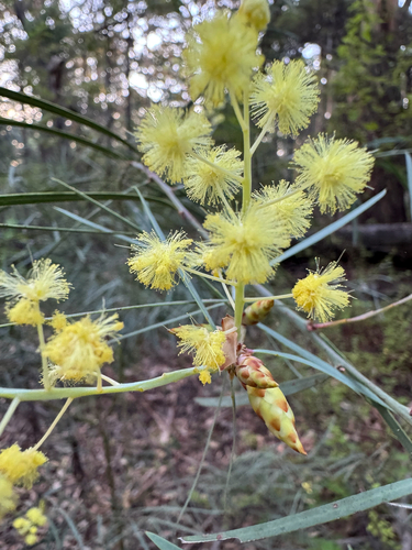 Flinders Range Wattle (Acacia iteaphylla)