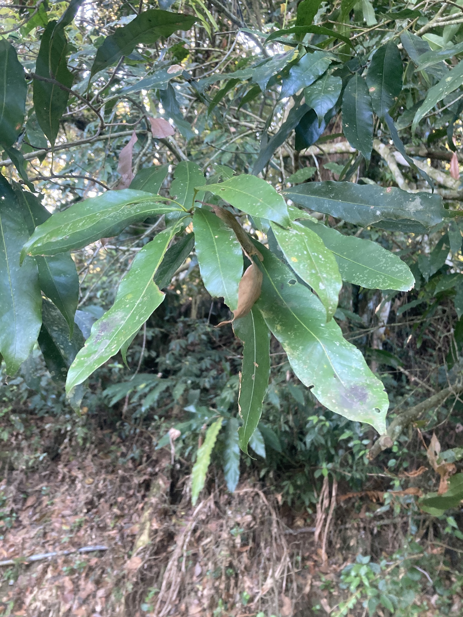 Lithocarpus Hancei (Lithocarpus hancei)