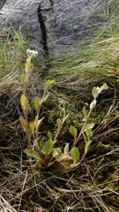 Myosotis australis