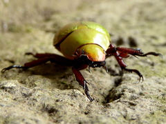 Chrysina