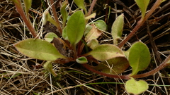 Myosotis australis