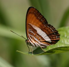 Adelpha cytherea