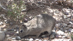 Microcavia australis