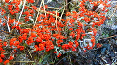 Cladonia jaliscana
