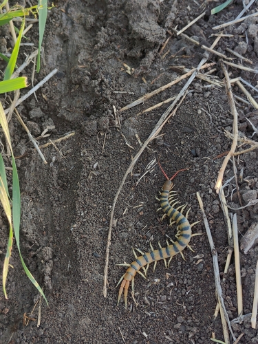 Red-headed Centipede