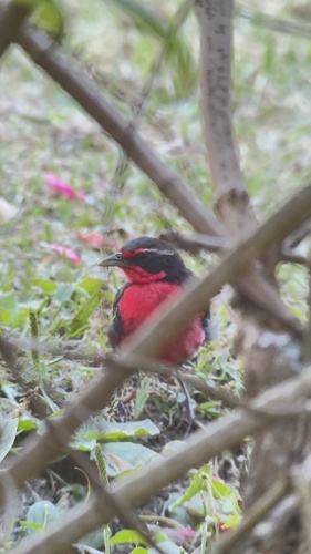 Rosy Thrush-tanager (Rhodinocichla rosea), photo 3