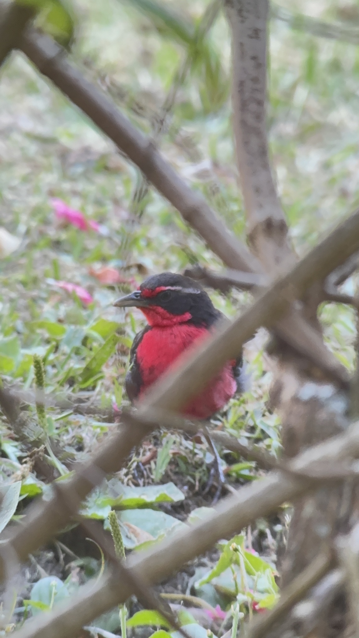 Rosy Thrush-tanager (Rhodinocichla rosea), photo 3