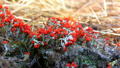 Cladonia jaliscana