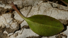 Myosotis australis