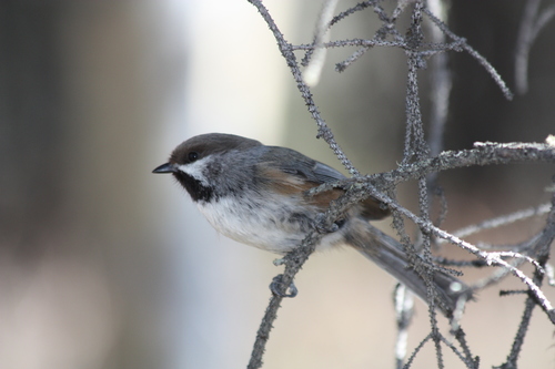 Poecile hudsonicus