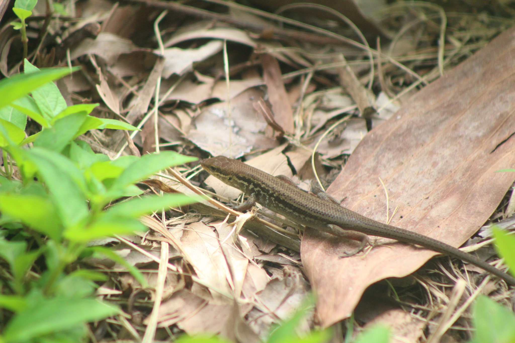 Dark Rainbow Skink photo 2