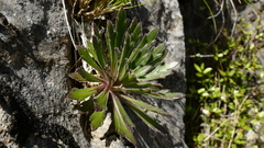 Pachycladon latisiliquum