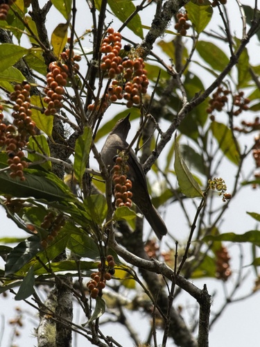 Mountain Thrush (Turdus plebejus), photo 4