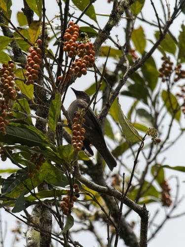 Mountain Thrush (Turdus plebejus), photo 5