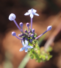 Pentanisia prunelloides