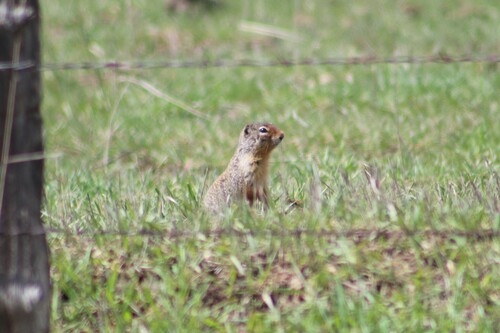 Belding's Ground Squirrel observed by jamesjarrett00