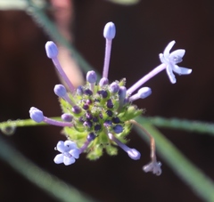 Pentanisia prunelloides