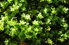 Plagiomnium venustum