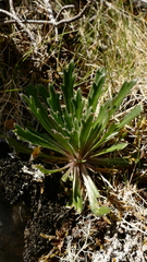 Pachycladon latisiliquum