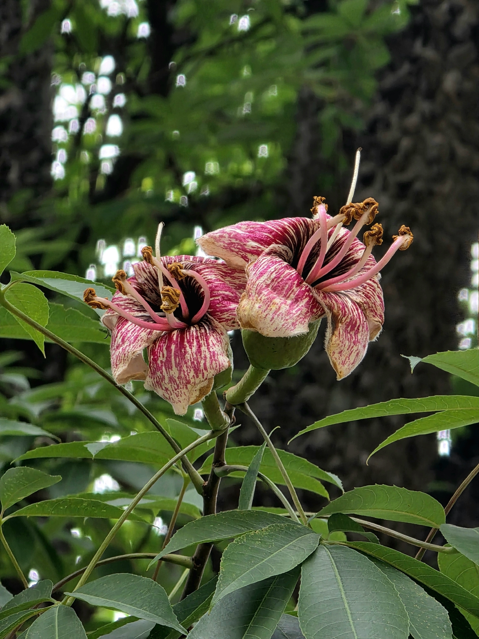 Ceiba boliviana Britten & Baker f. 3