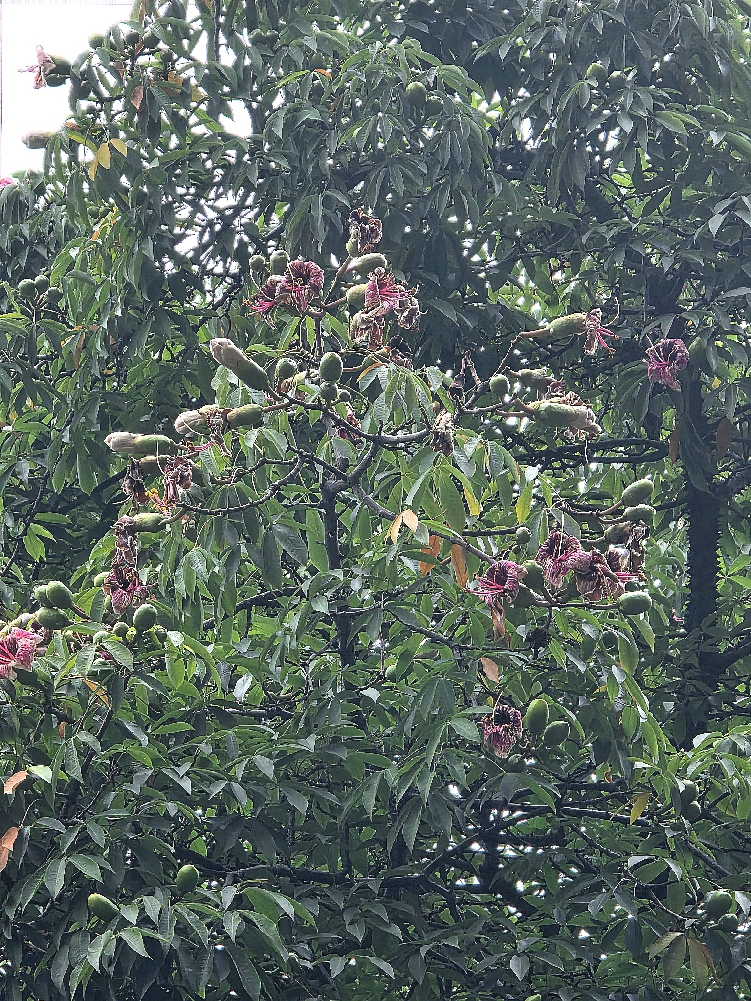 Ceiba boliviana Britten & Baker f. 4