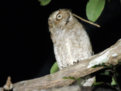 Megascops guatemalae