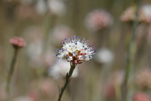 Malesherbia fasciculata (Malesherbia fasciculata)