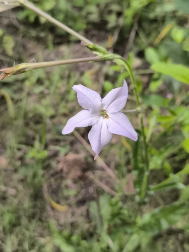 Nicotiana longiflora, photograph 5