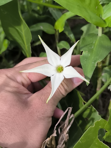 springblossom (Jaborosa integrifolia)