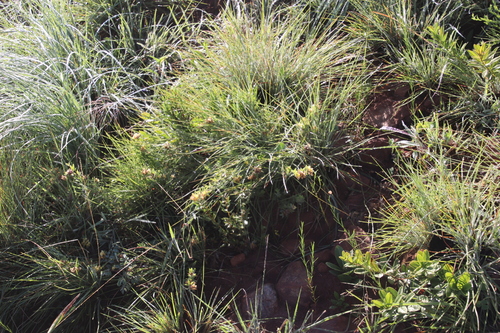 Image of Leobordea eriantha by (c) Tony Rebelo, some rights reserved (CC BY-SA)
