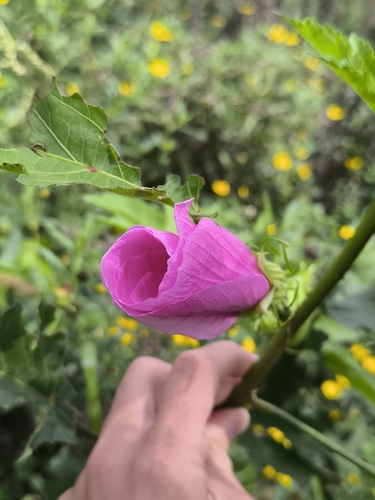 Striped Rose-Mallow (Hibiscus striatus)