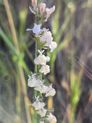 Coulter's snapdragon (Sairocarpus coulterianus)