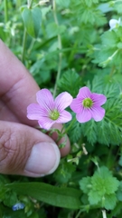 Oxalis debilis