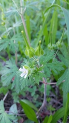 Geranium carolinianum