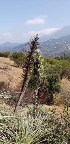 Sapphire tower (Puya alpestris)