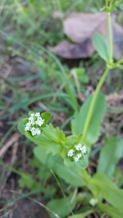 Valerianella radiata