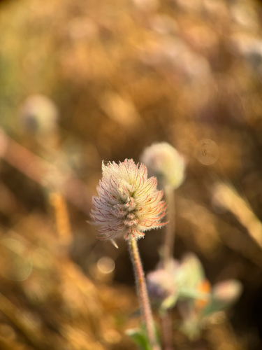 Rancheria clover (Trifolium albopurpureum)