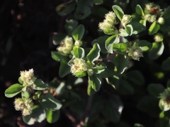 Acanthospermum australe