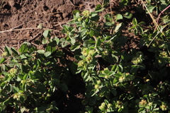 Acanthospermum australe