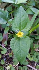 Calyptocarpus vialis