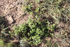 Acanthospermum australe