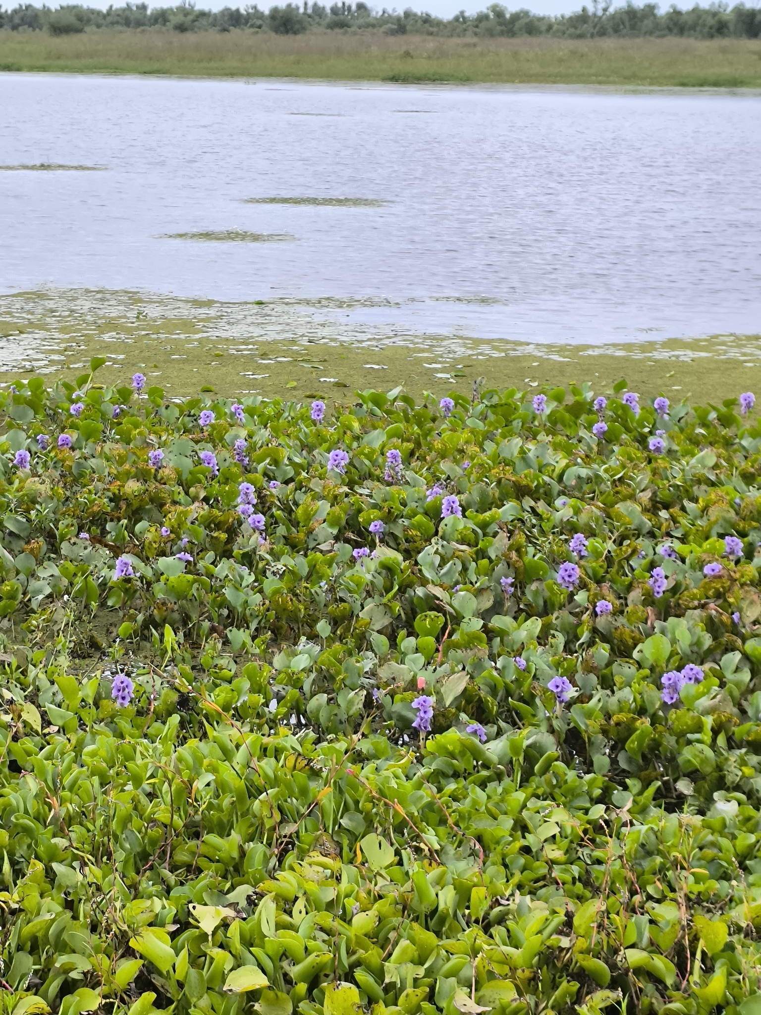 Anchored Water Hyacinth (Pontederia azurea)