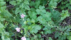 Oxalis debilis