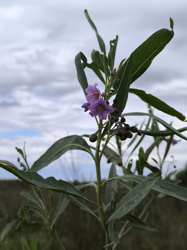 Waxyleaf Nightshade (Solanum glaucophyllum)